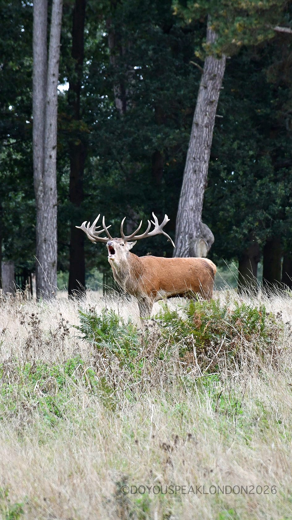 Red deer stag with big antlers at the edge of the woods in Bushy Park