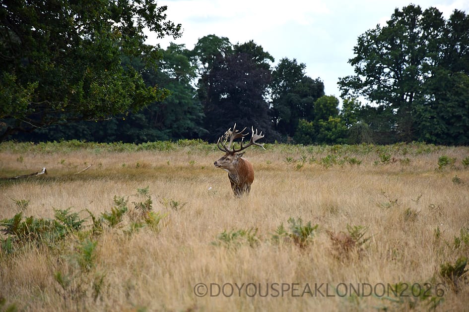 Red stag standing in the golden grass of Bushy Park during the rut