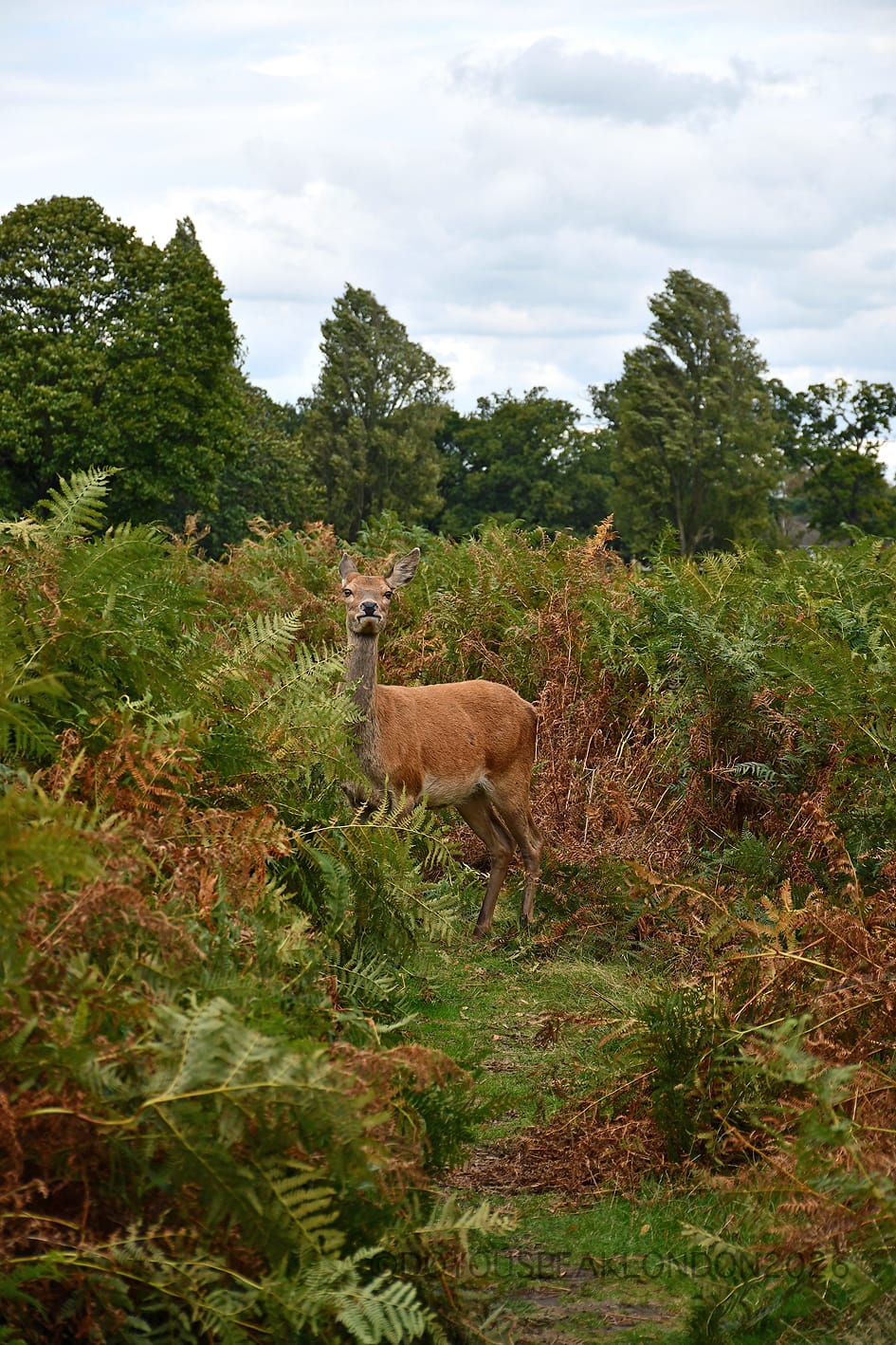 Red deer hind peeking out of the autumn ferns in Bushy Park