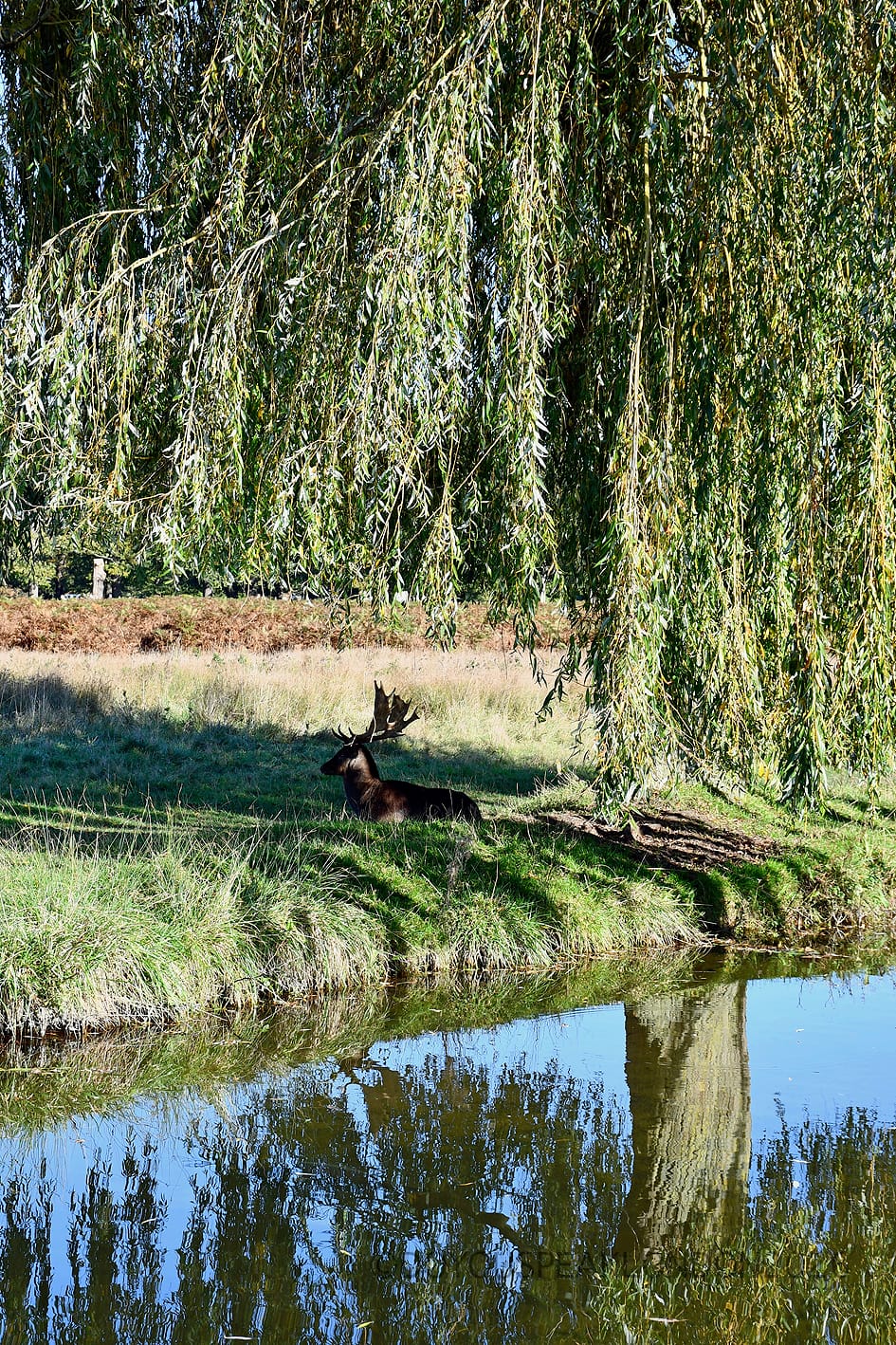 Fallow buck lying under a weeping willow by the water in Bushy Park