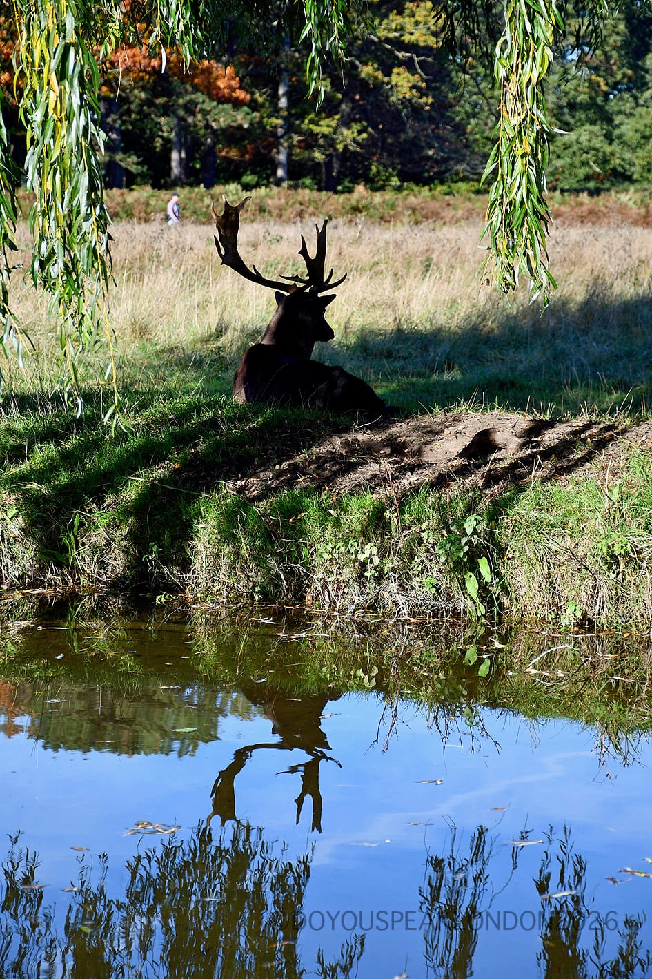 Fallow buck resting by the water in Bushy Park, his antlers reflected in the pond
