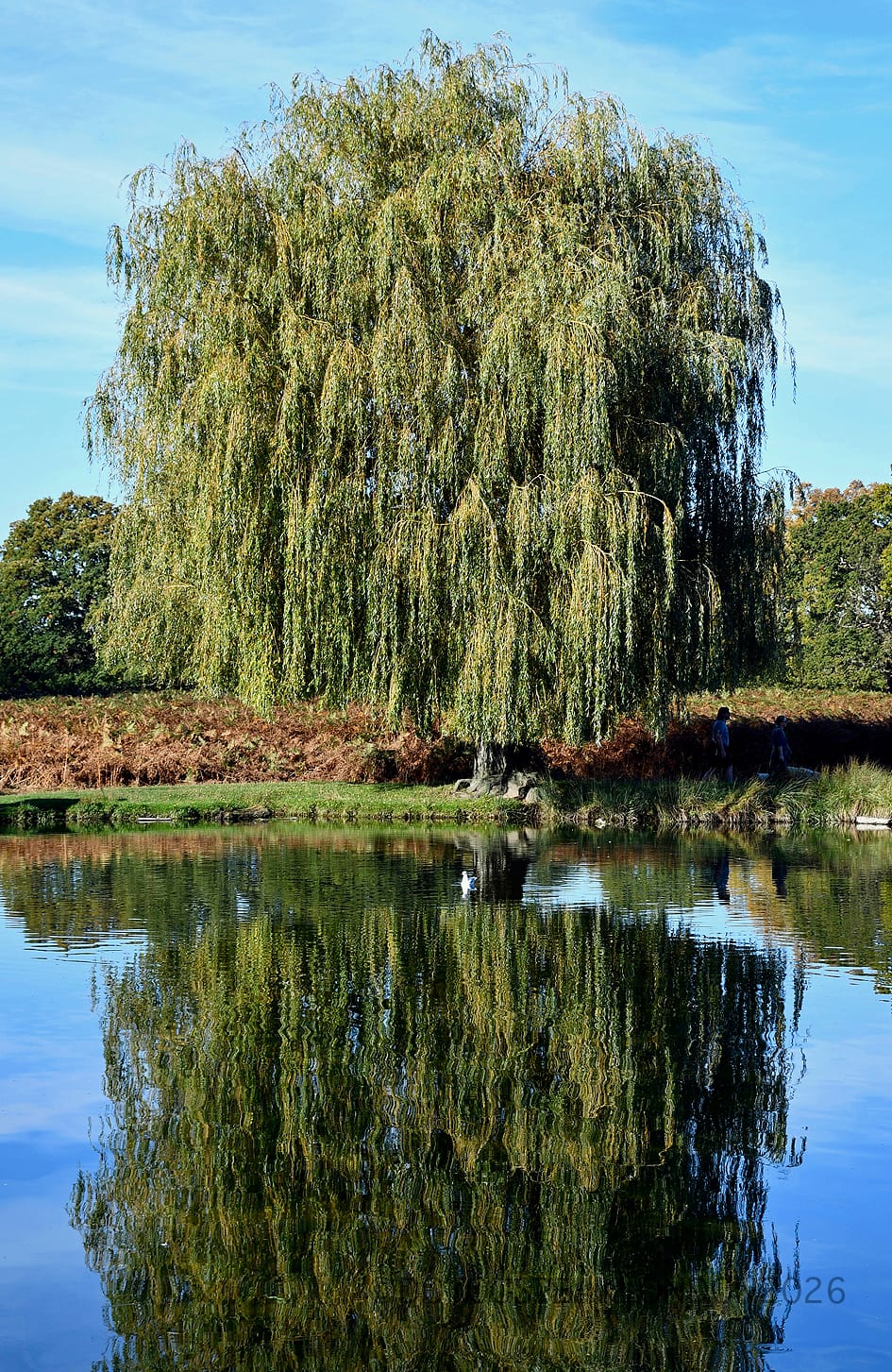 Weeping willow reflected in a pond in Bushy Park