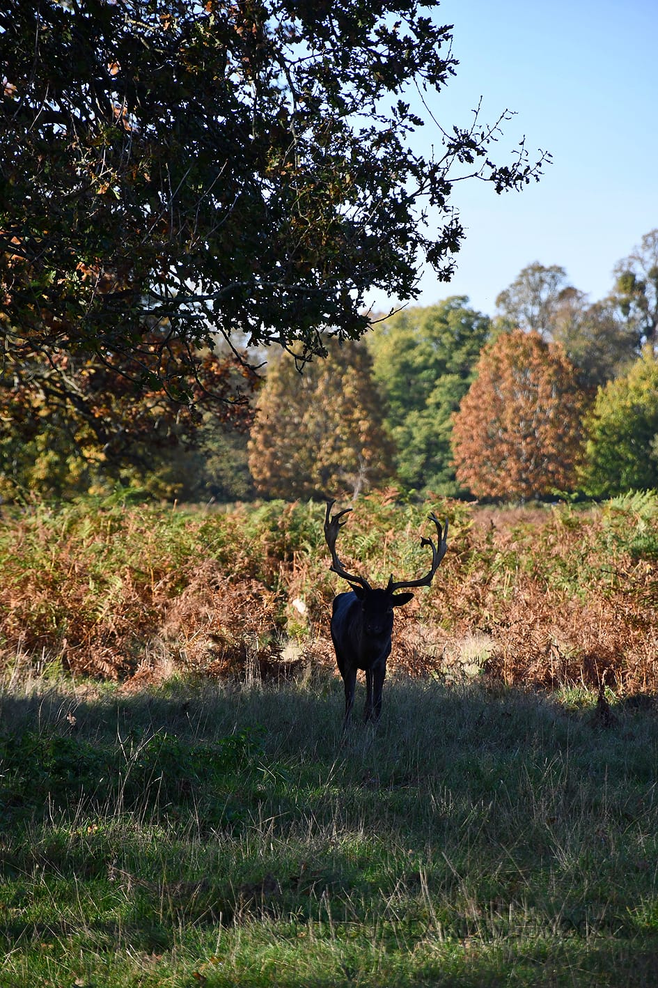Red stag standing in the autumn bracken of Bushy Park