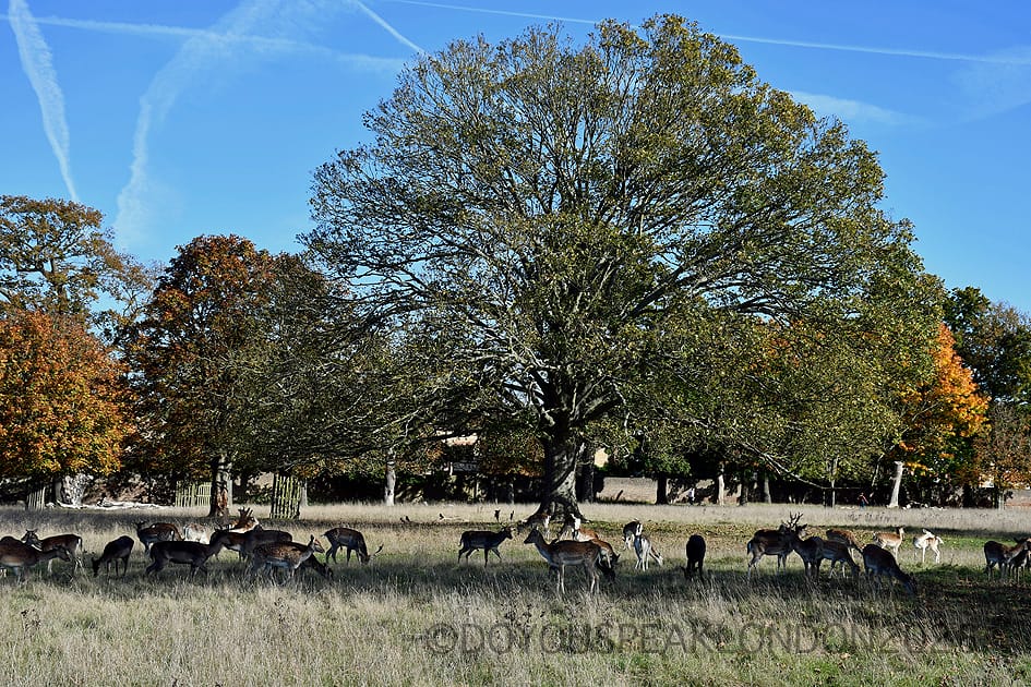 Herd of deer grazing under a huge oak tree in Bushy Park