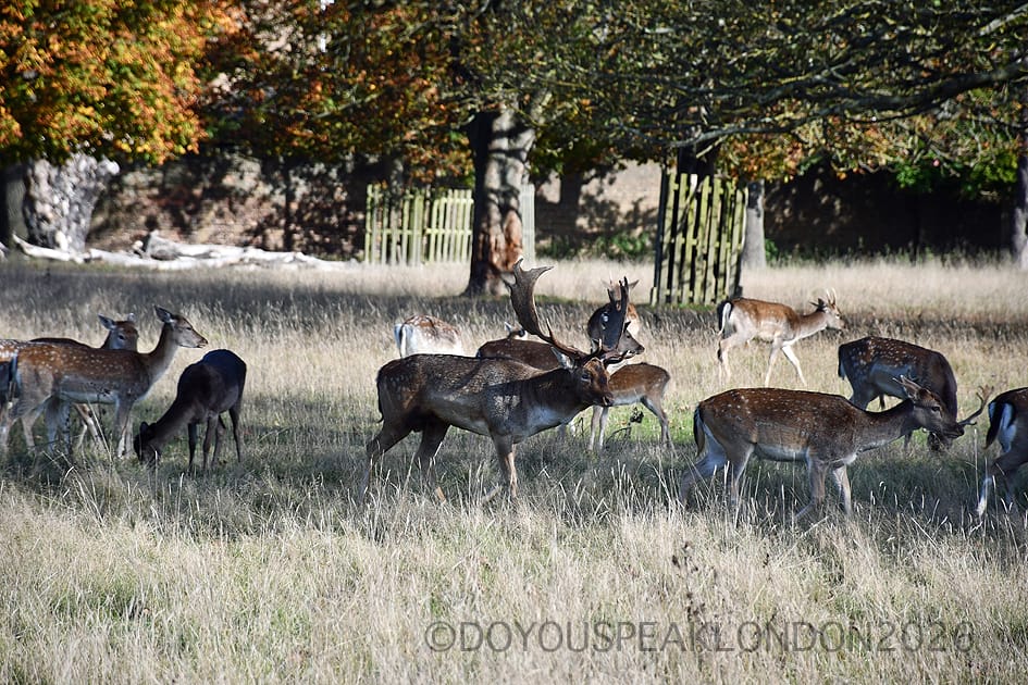 Fallow deer grazing under autumn trees in Bushy Park