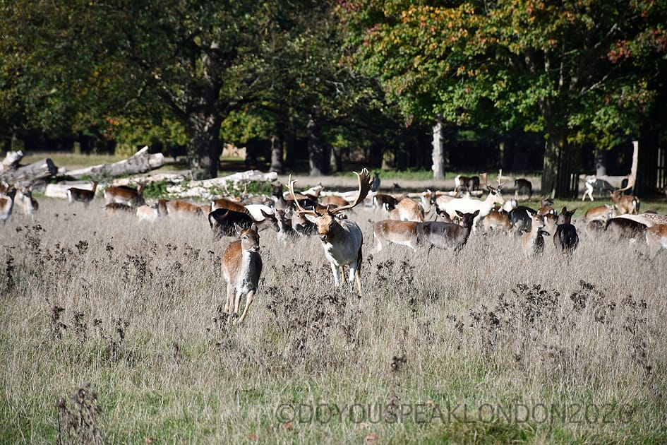 Large herd of fallow deer in the autumn grassland of Bushy Park