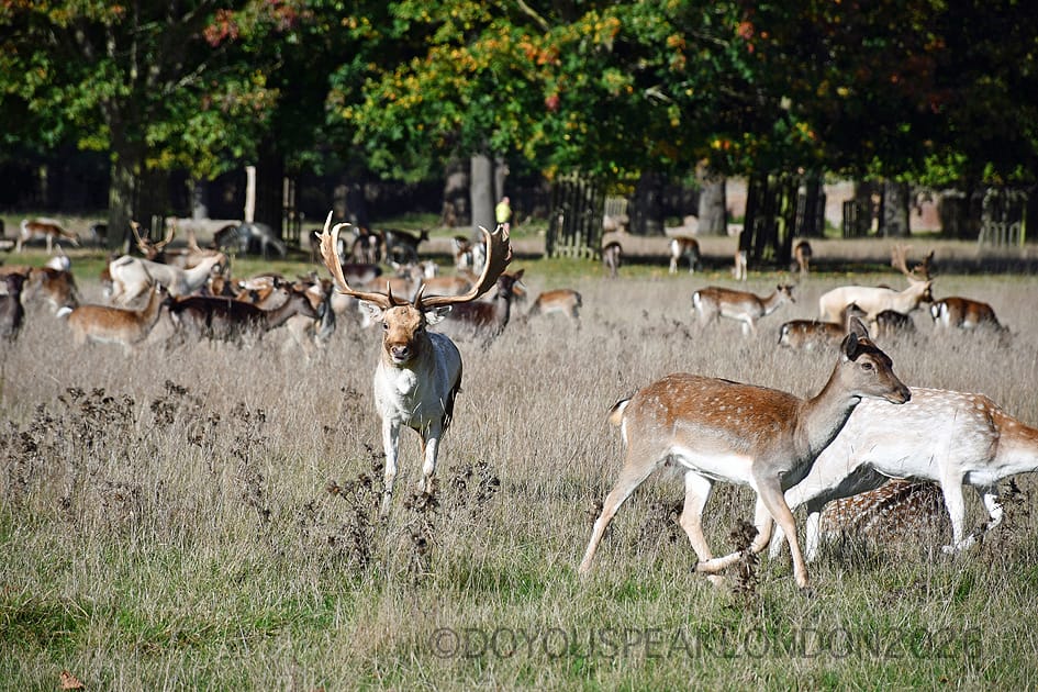 Fallow bucks and does in the long grass of Bushy Park in autumn