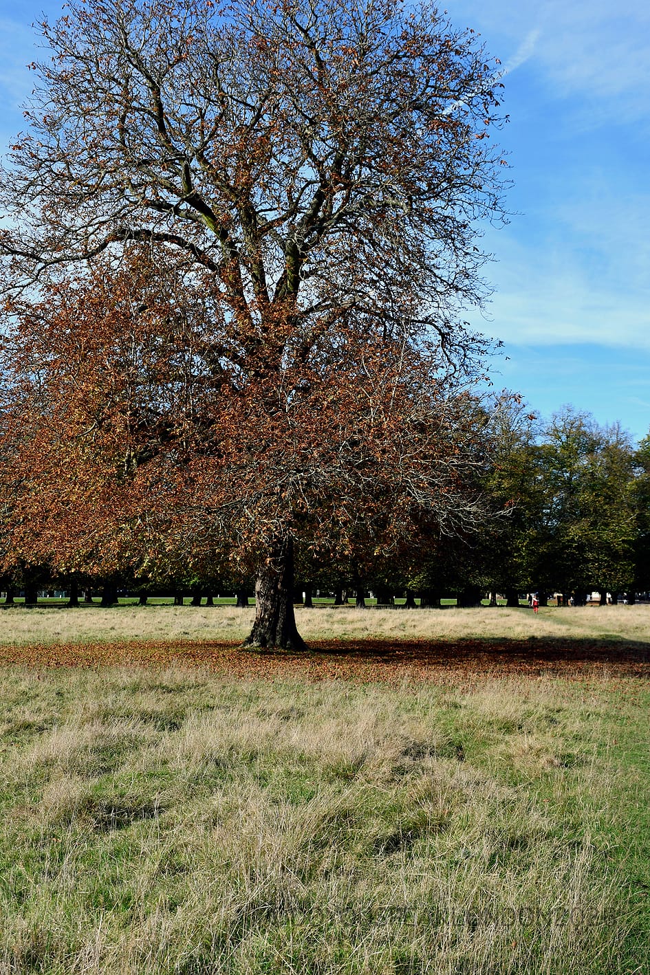 Autumn tree in Bushy Park with branches trimmed by grazing deer
