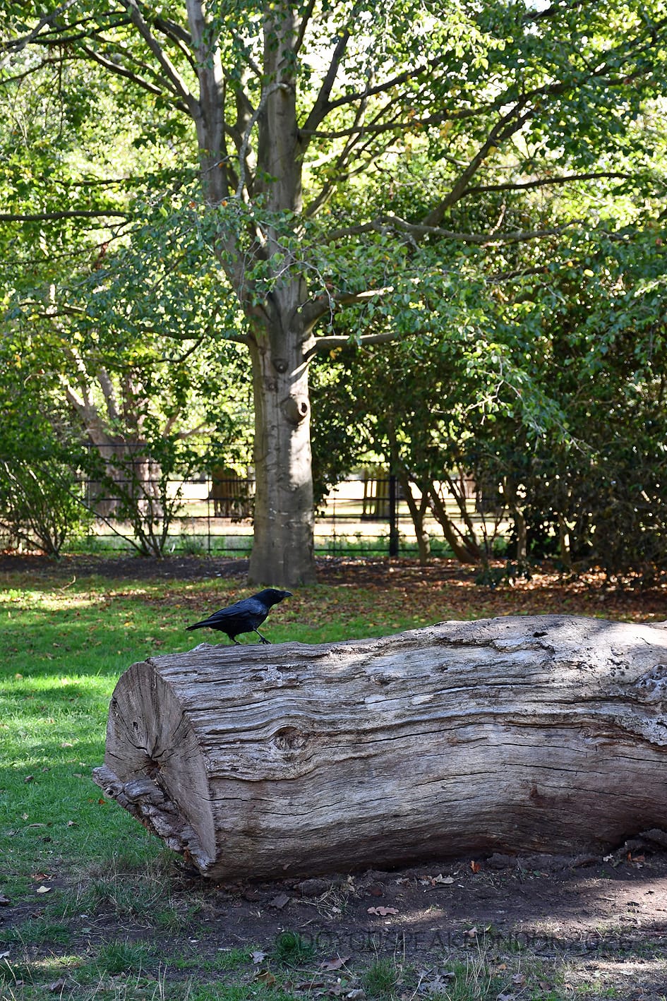 A crow perched on a fallen log in Bushy Park