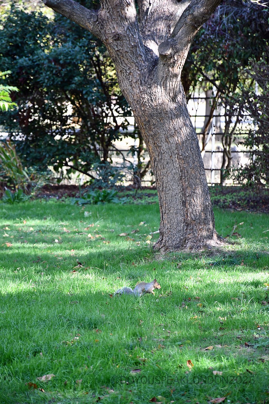 Grey squirrel on the grass under an old tree in Bushy Park