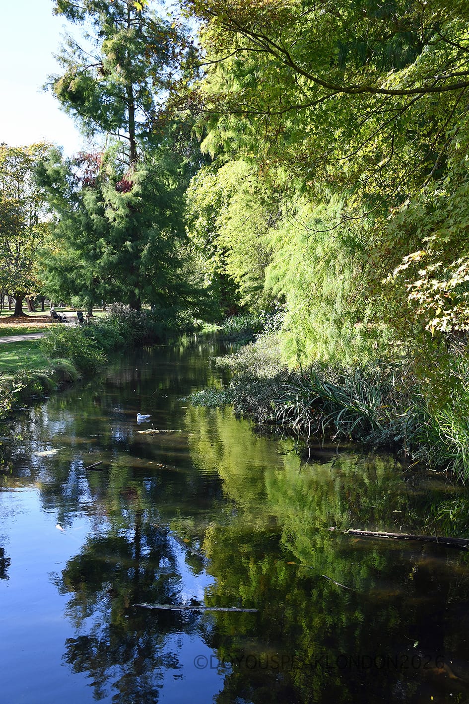 Trees reflected in a river in Bushy Park in autumn