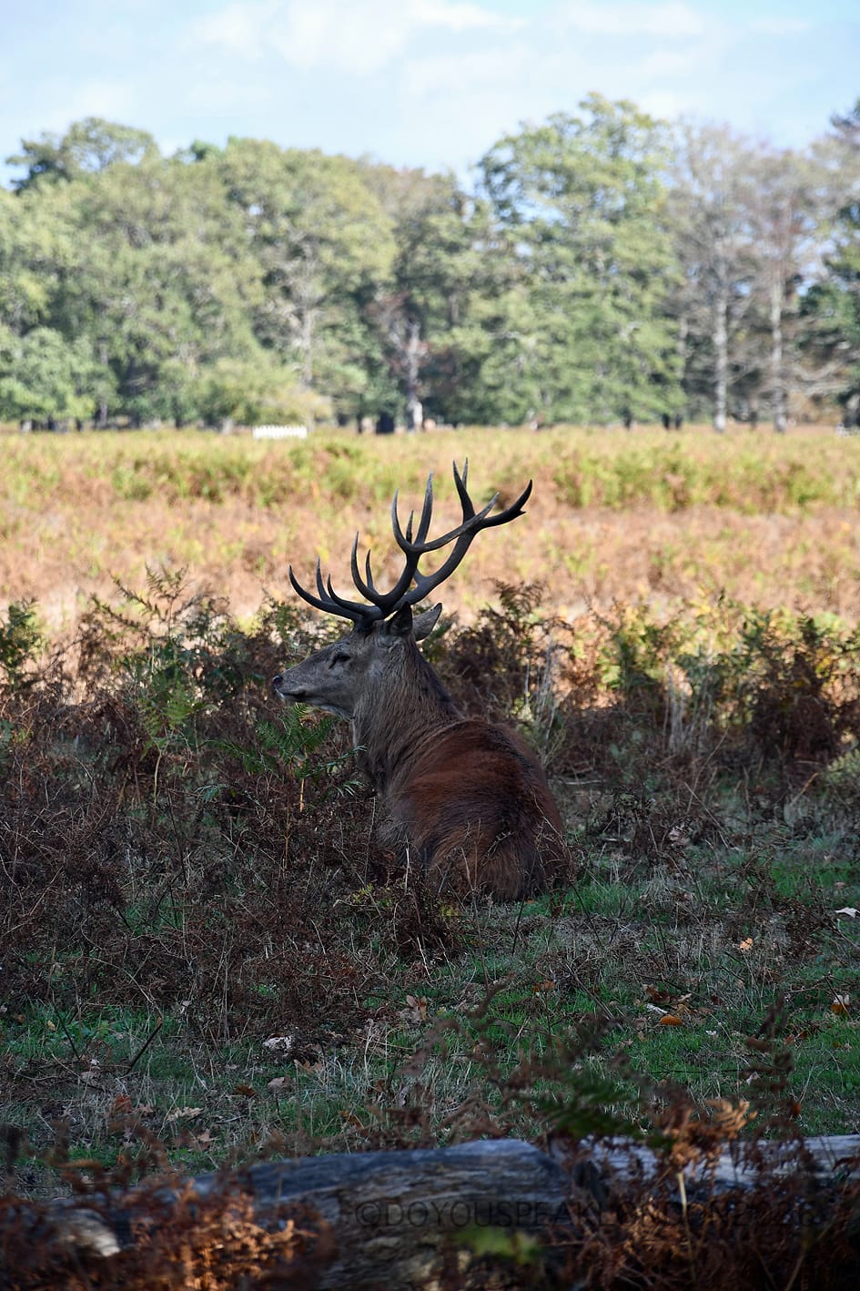Red deer stag resting in the ferns of Bushy Park during the rut