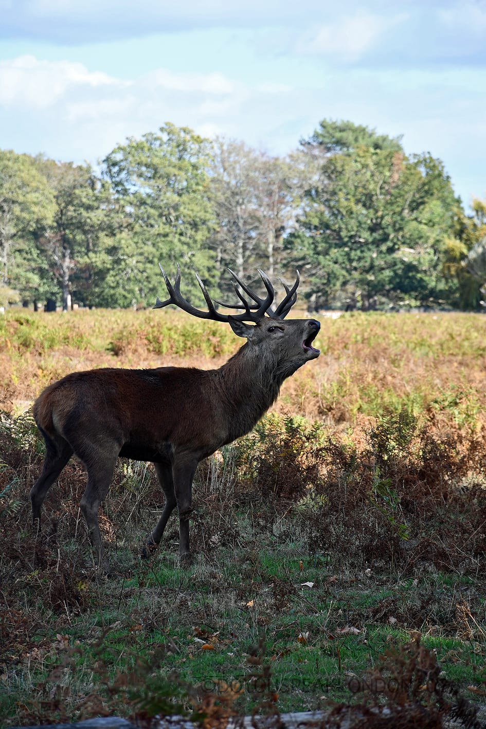 Red deer stag roaring in the bracken of Bushy Park during the rutting season
