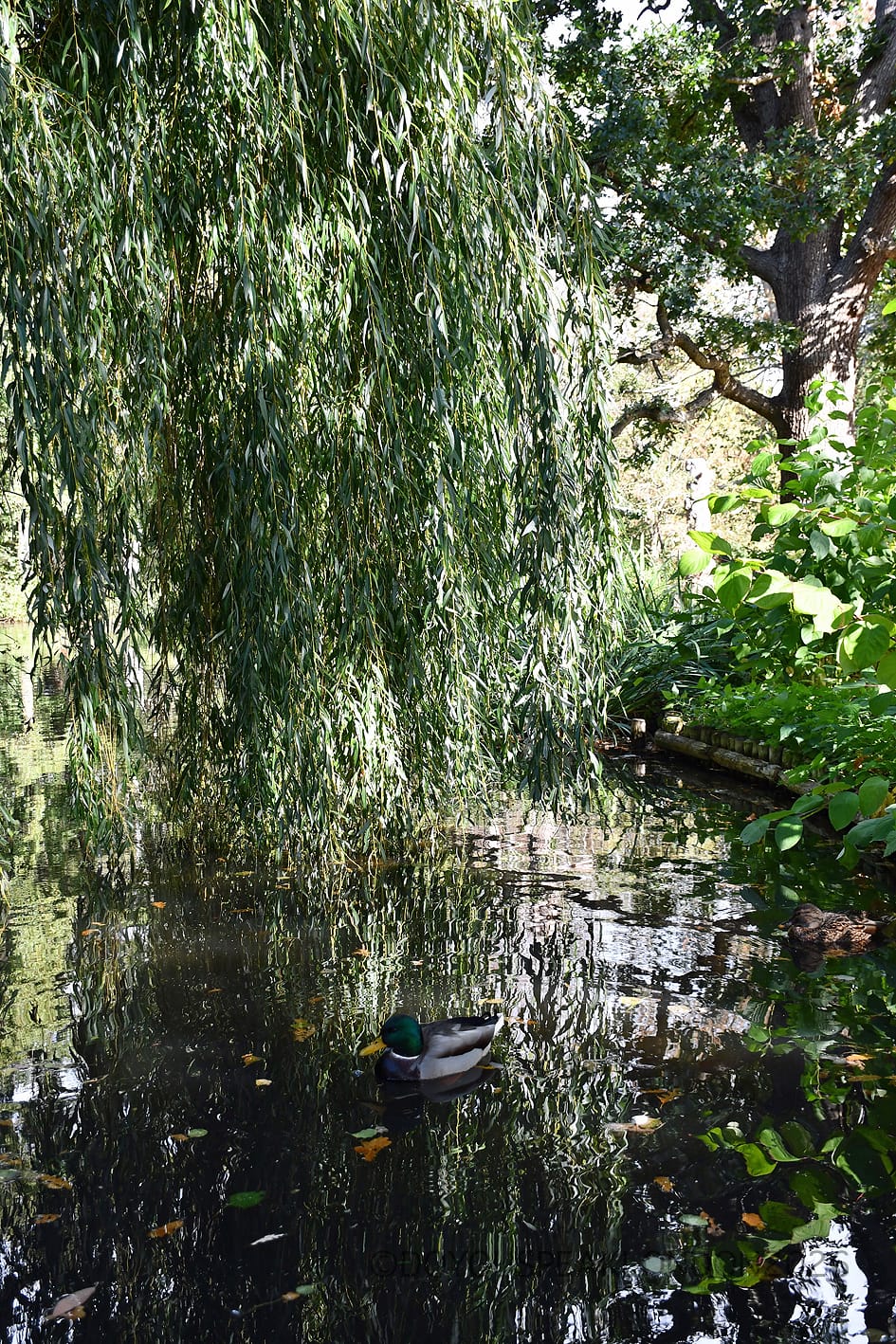Weeping willow over a pond in the Woodland Gardens of Bushy Park