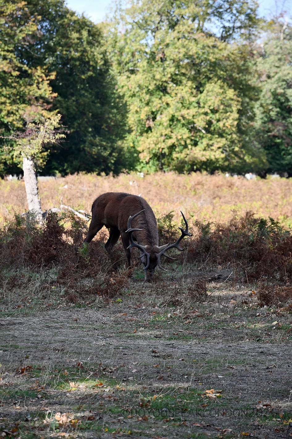Red stag grazing in the ferns of Bushy Park during the rut