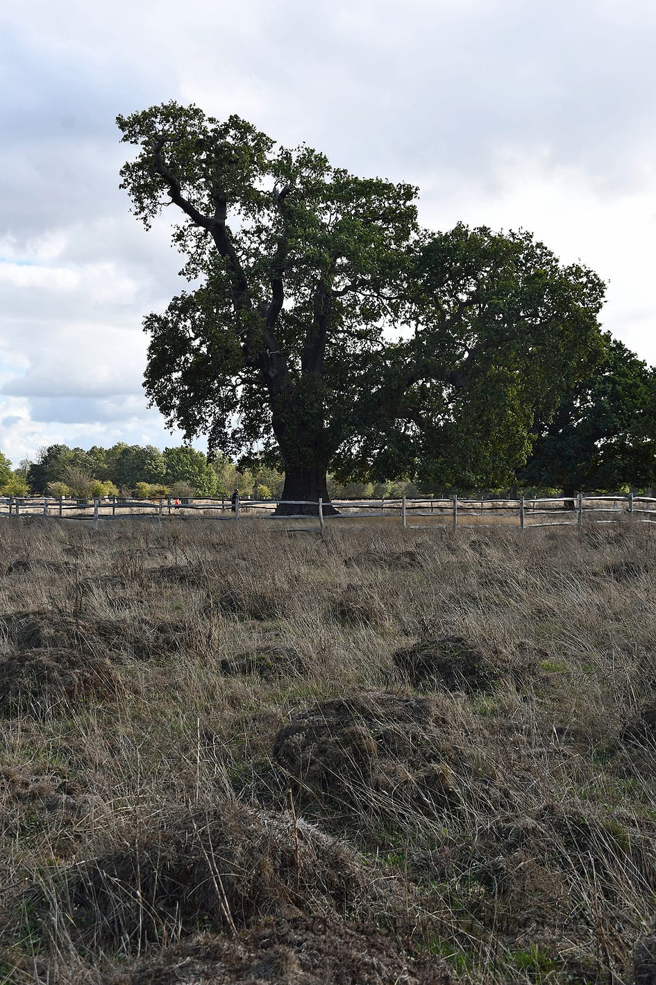 Old oak tree with a flat browse line in the grassland of Bushy Park