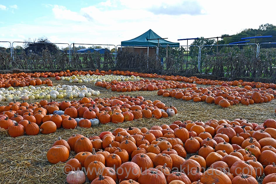 Pumpkin patch at Cammas Hall Farm in Essex