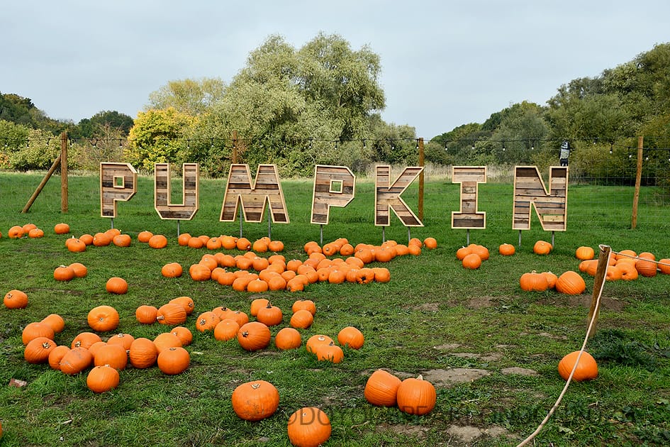 Pumpkin field at Hobbledown Heath pumpkin patch