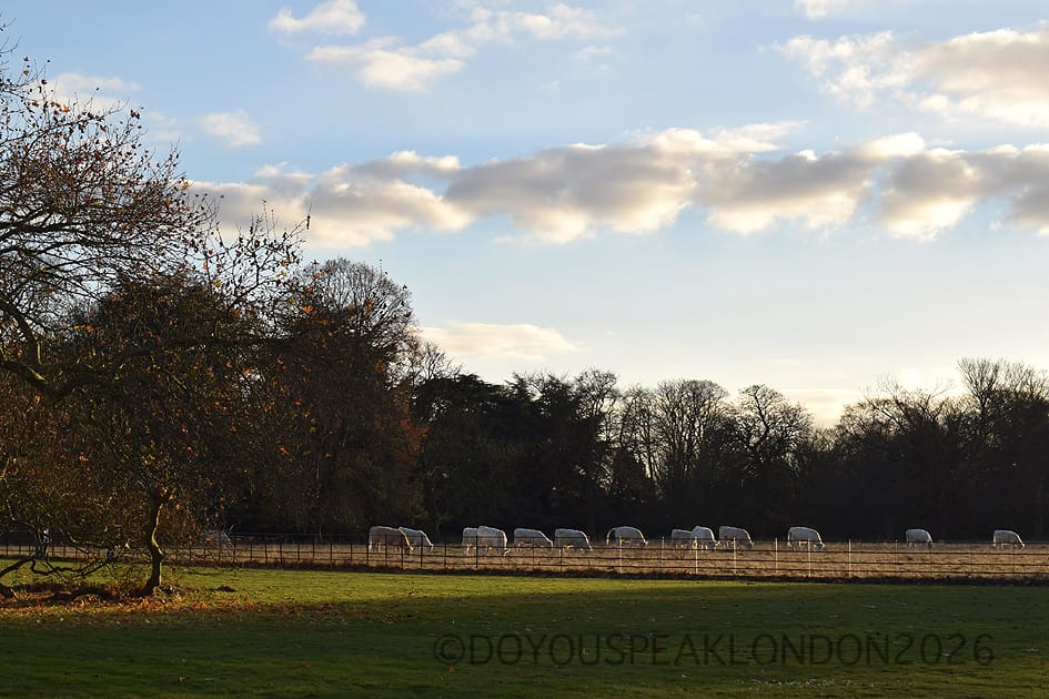 Golden afternoon light over the fields and trees of Osterley Park