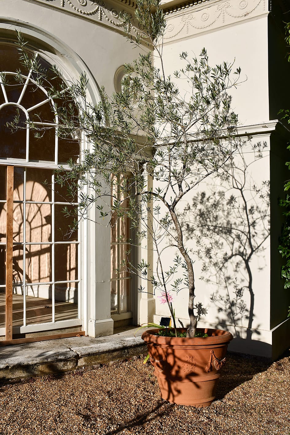 Arched windows and potted olive tree at the Garden House, Osterley Park