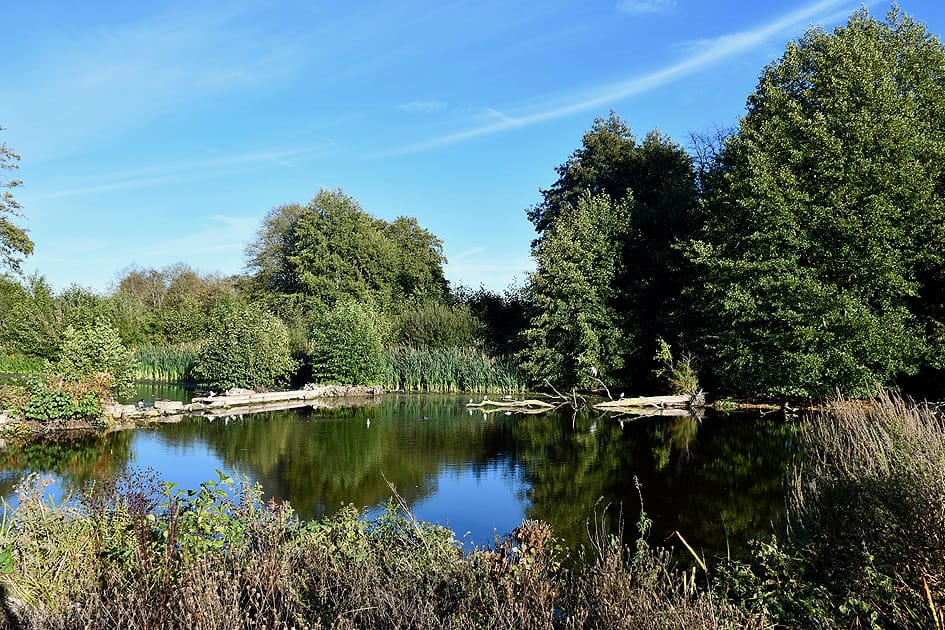 Peaceful lake surrounded by trees and reeds at Osterley Park