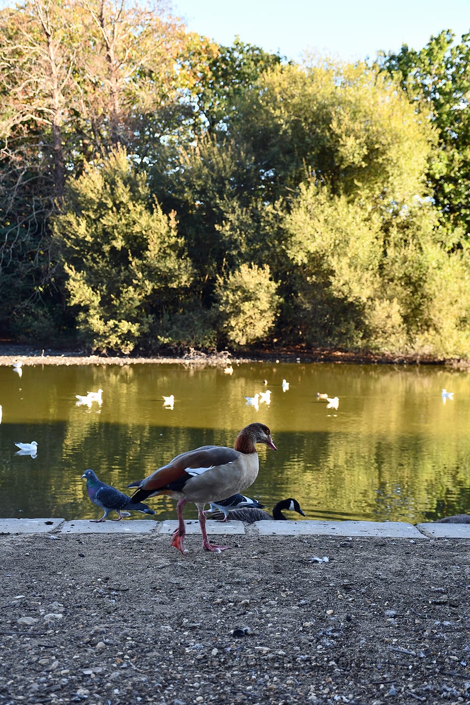 Egyptian goose by the lake at Osterley Park