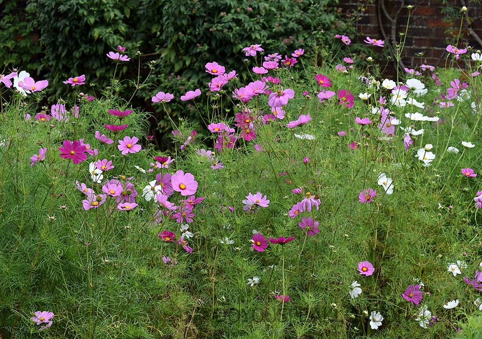Pink and white cosmos flowers in the borders at Osterley Park