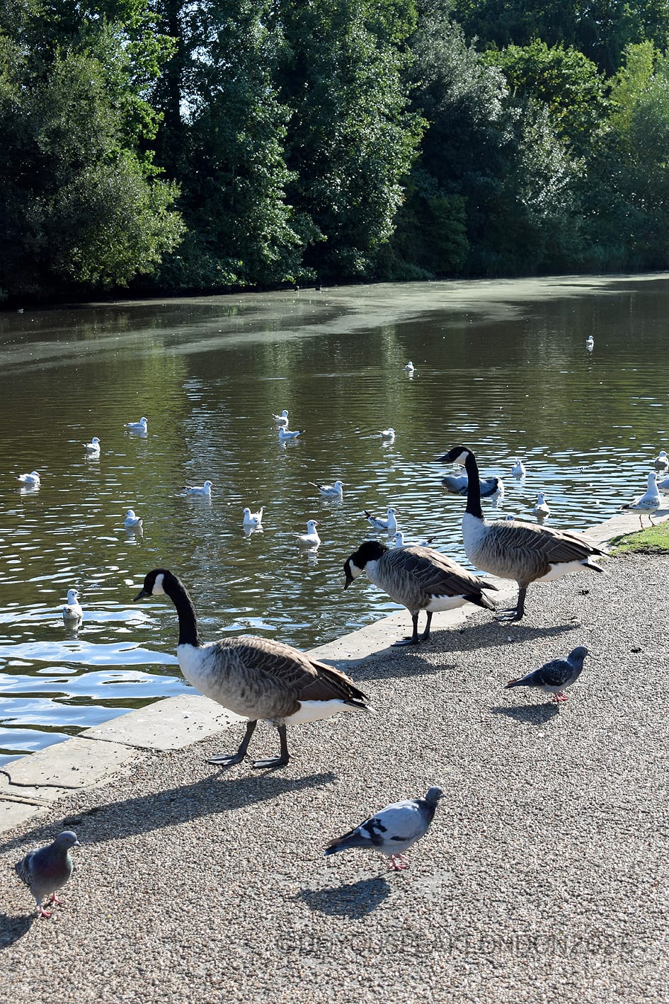 Canada geese and pigeons on the lakeside at Osterley Park