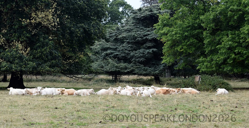 Herd of cows grazing in the fields of Osterley Park