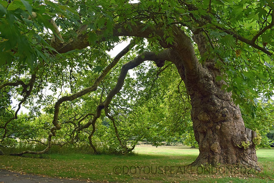 Oriental plane tree planted in 1755 with branches sweeping the grass, Osterley Park