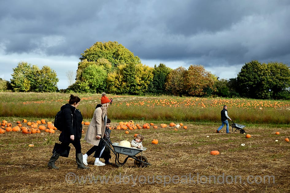 Pumpkin picking with a wheelbarrow at Secretts Farm
