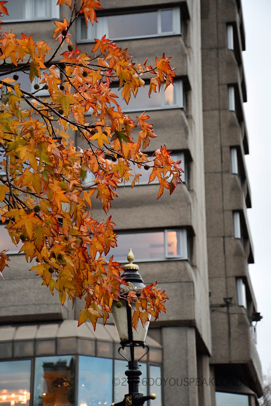 Autumn leaves in front of The Tower Hotel, St Katharine's Way, London