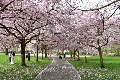 Where to find cherry blossoms in London (Spring guide)
