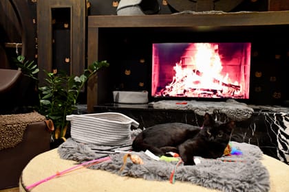 Java Whiskers cat Café: London's most heartwarming escape for cat lovers!