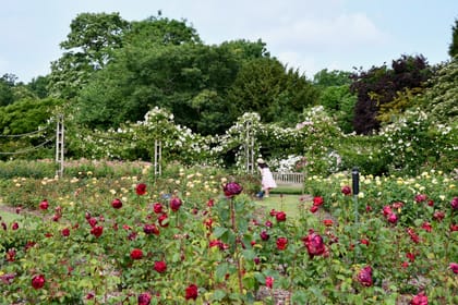 Rose Gardens in London: the ultimate guide to the best spots