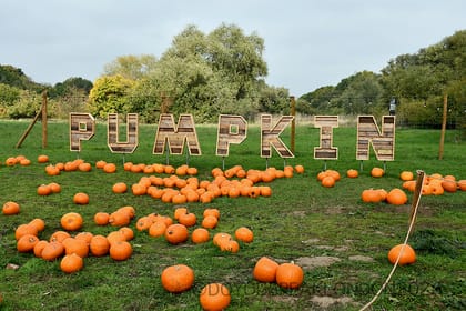 Hobbledown Heath pumpkin patch: West London's autumn wonderland!