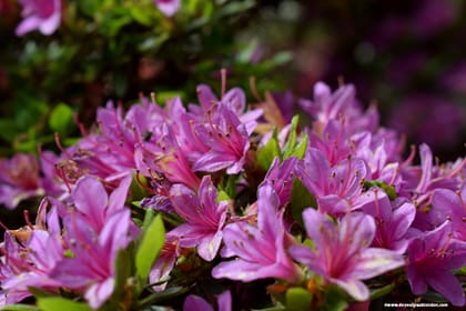 3 reasons to explore Isabella Plantation