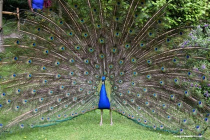 Why Holland Park should top your must-visit list