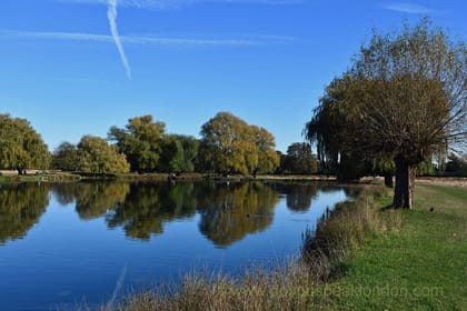 Bushy Park: London’s best-kept nature secret!