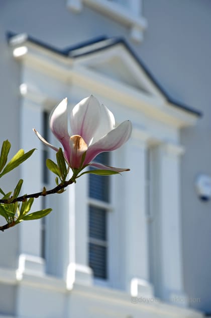 Blossom spring walk through Notting Hill & Holland Park!