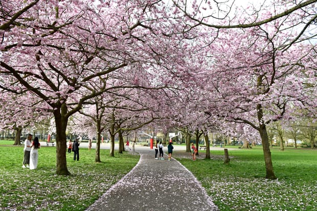 Where to find cherry blossoms in London (Spring guide)