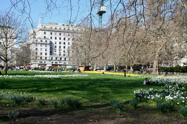 The best places to spot daffodils in London