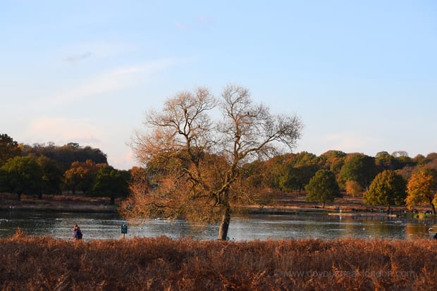 Experience Richmond Park in autumn: deer rutting season & wildlife