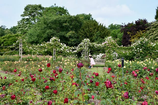 Rose Gardens in London: the ultimate guide to the best spots