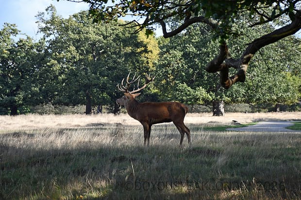 Bushy Park in autumn: the deer rut next to Hampton Court!