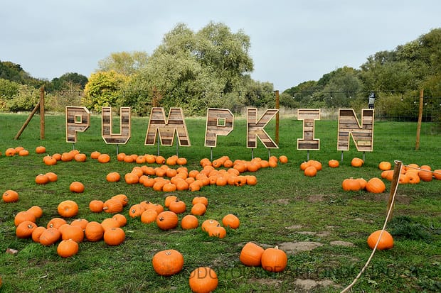 Hobbledown Heath pumpkin patch: West London's autumn wonderland!