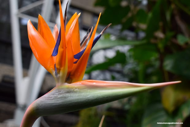 Barbican Conservatory: London’s secret tropical escape