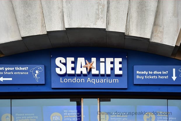 The top 5 reasons to visit Sea Life, London's Aquarium!