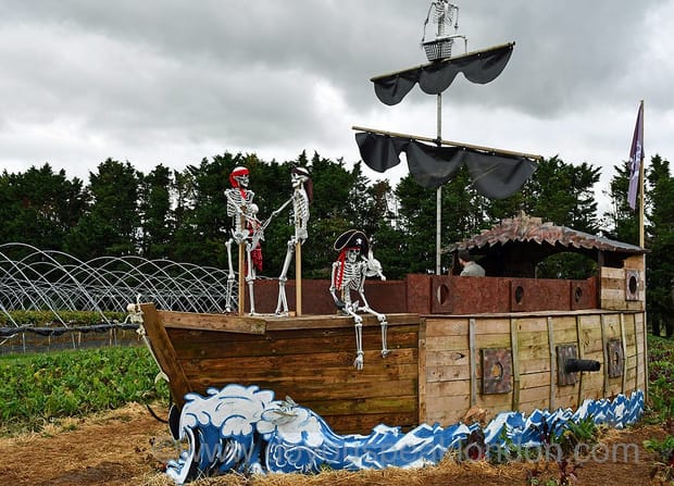 What makes pumpkin week so special at Secretts Farm!