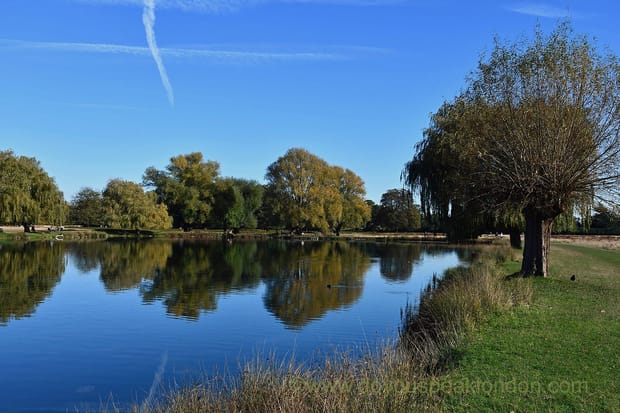 Bushy Park: London’s best-kept nature secret!